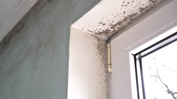Best Mold Damage Repair  in Grand Marais, MN