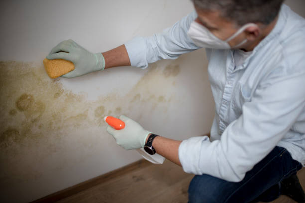 Best Mold Cleaning Services  in Grand Marais, MN