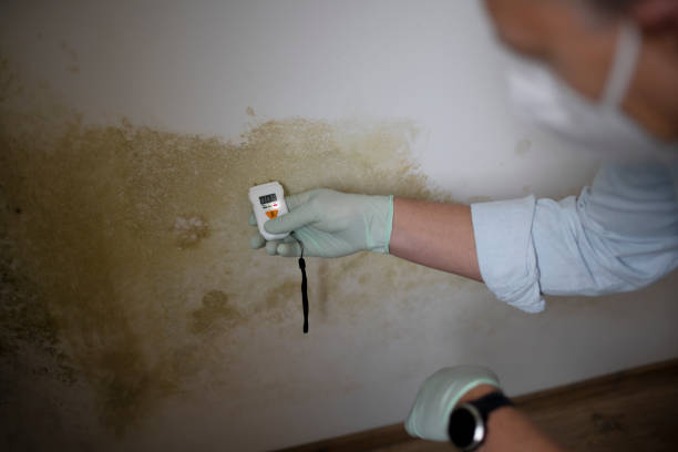 Best Mold Testing  in Grand Marais, MN