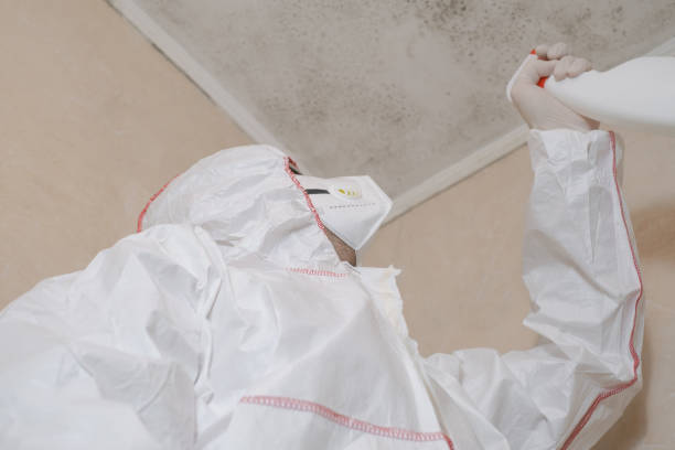 Crawl Space Mold Removal in Grand Marais, MN