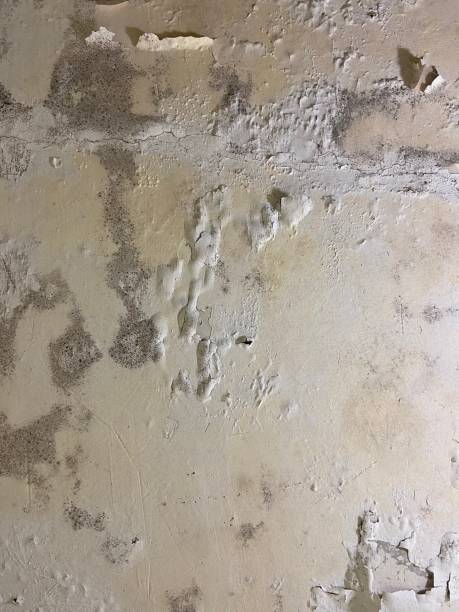 Best Black Mold Removal  in Grand Marais, MN