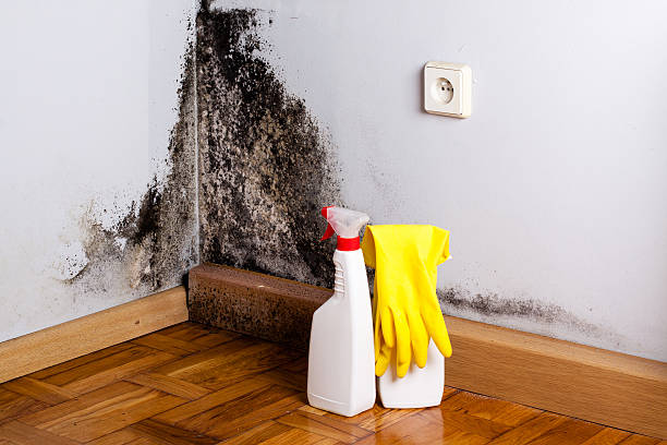 Best Commercial Mold Removal  in Grand Marais, MN